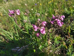 Pedicularis gyroflexa