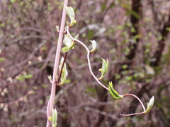 Actinidia