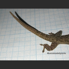 Hemidactylus