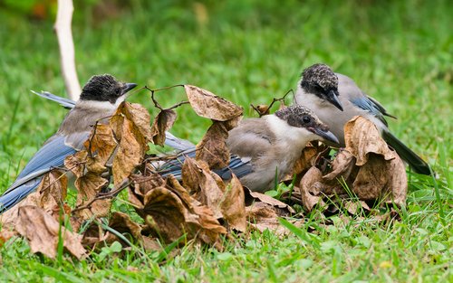 Azure-winged Magpie