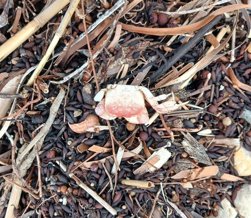 Smooth Shore Crab