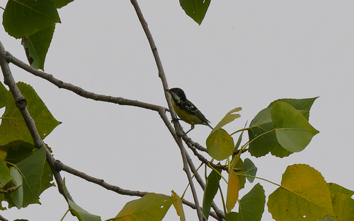 Yellow-bellied Tit