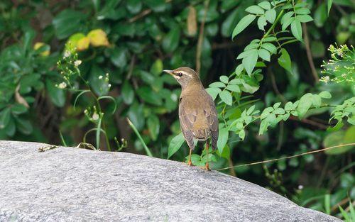 Eyebrowed Thrush