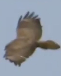 Common Buzzard