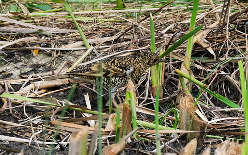 White's Thrush