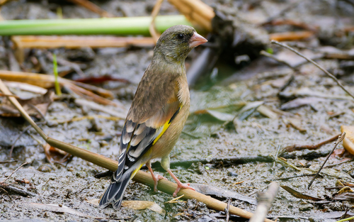 Oriental Greenfinch