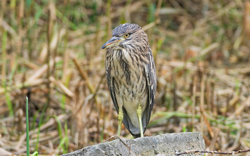Black-crowned Night Heron