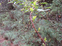 Pinus wallichiana