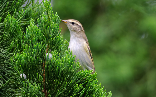 Yellow-browed Warbler