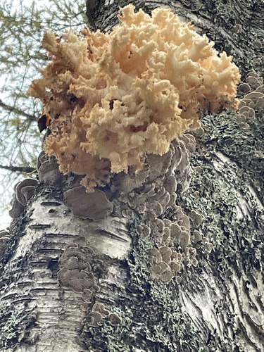 Coral tooth fungus