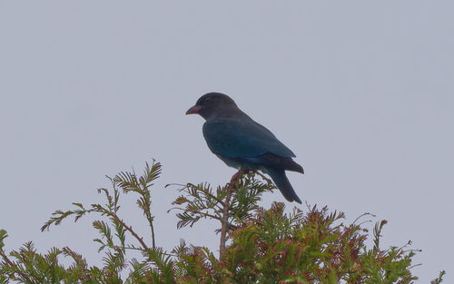 Dollarbird