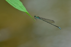 Pseudagrion indicum