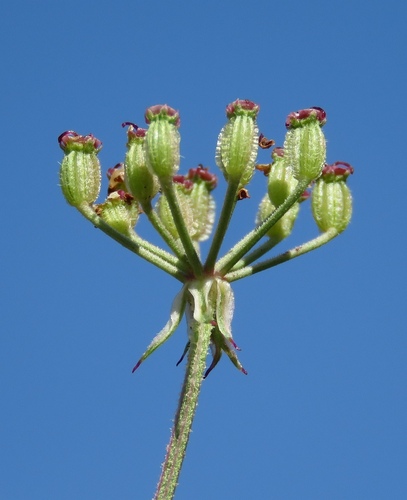 Silphiodaucus prutenicus observed 2026-10-03
