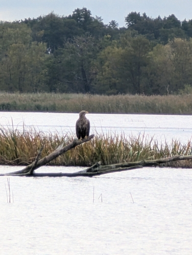 Haliaeetus albicilla albicilla