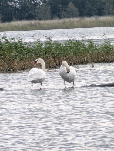 Mute Swan