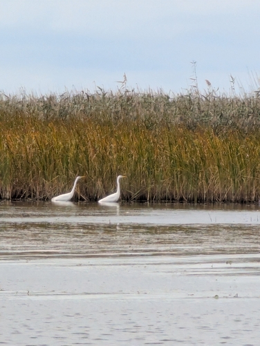 Great Egret
