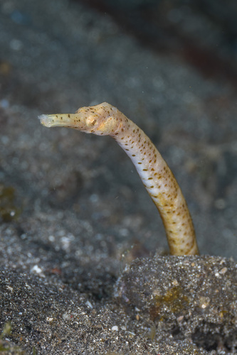 Trachyrhamphus bicoarctatus observed 2026-09-18