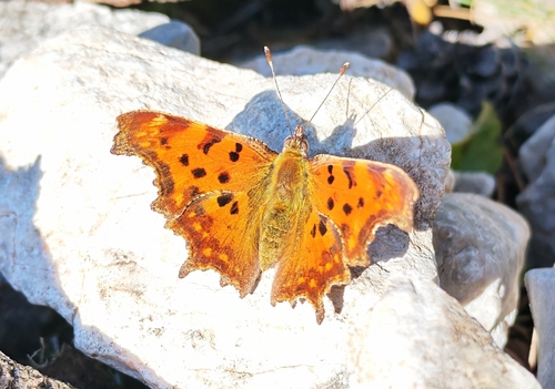 European Comma