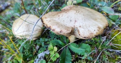 Sticky Bolete