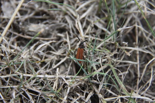 Pseudolycus torridus