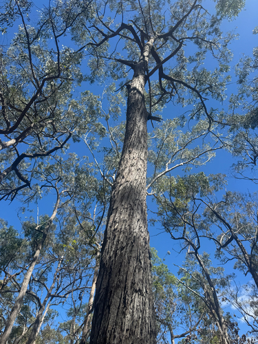 Eucalyptus baileyana observed 2026-10-01