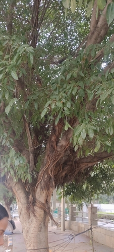 White fig