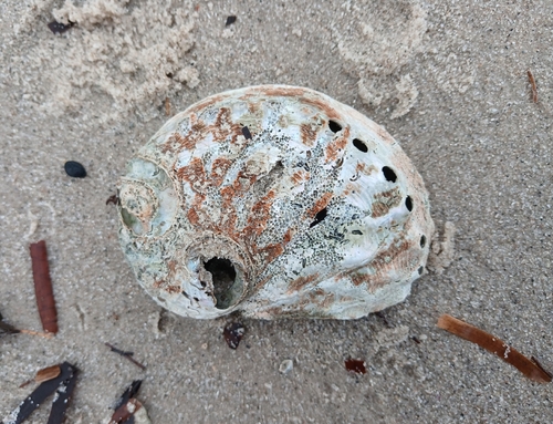 blacklip abalone
