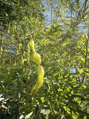 Japanese pagoda tree