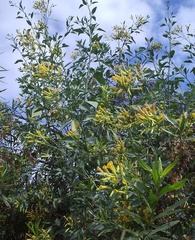 Nicotiana glauca