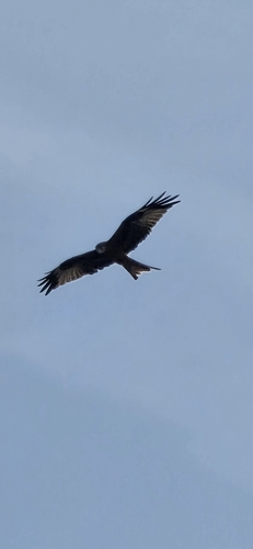 Red Kite