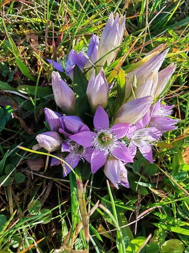 Gentianella austriaca