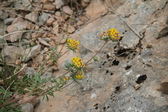 Anthyllis vulneraria boissieri