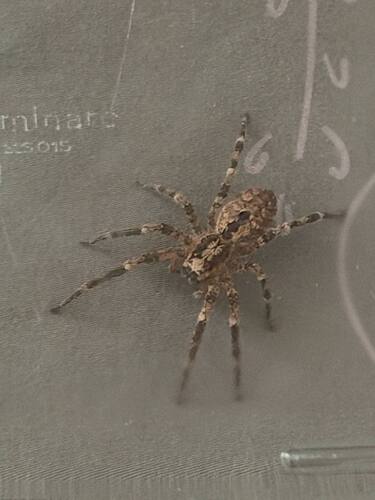Mediterranean Spiny False Wolf Spider