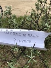 Hippophae rhamnoides