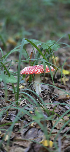 Fly Agaric