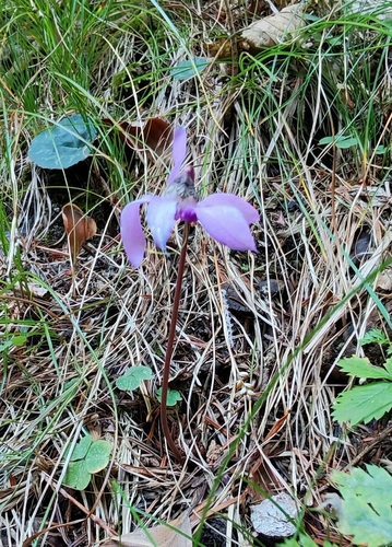 European Cyclamen