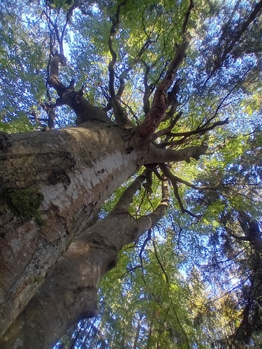 European beech