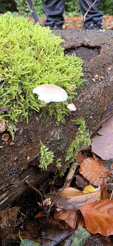 porcelain mushroom