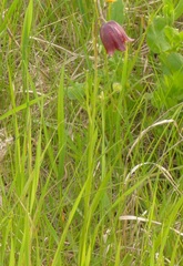 Fritillaria meleagroides