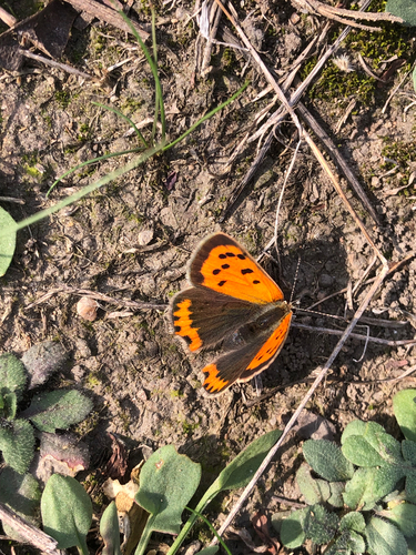 Small Copper