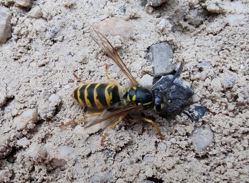 Common European Yellowjacket