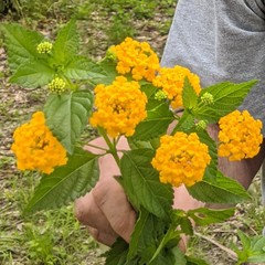 Lantana × hybrida