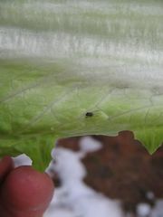 Nasonovia ribisnigri