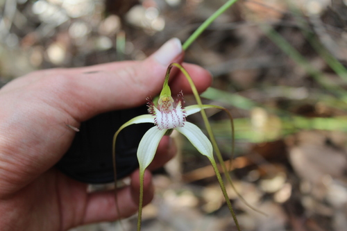 Caladenia patersonii observed 2026-10-04