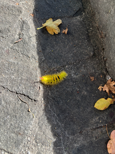 Pale Tussock Moth