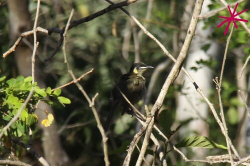 Lewin's Honeyeater