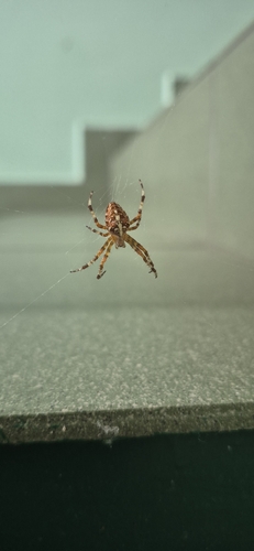 Cross Orbweaver