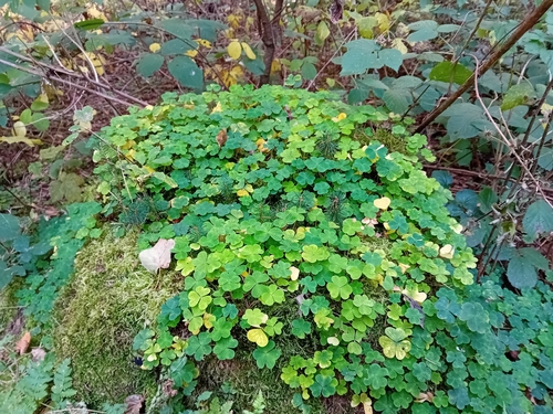 European wood-sorrel