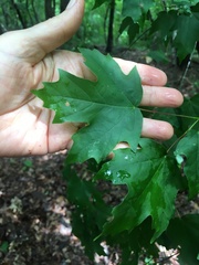 Acer leucoderme