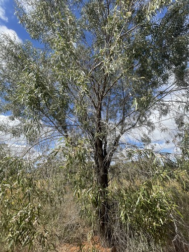 Myoporum platycarpum observed 2026-10-04